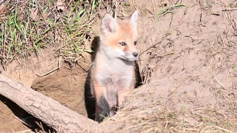 Red fox in the wild Stock Footage 150980789