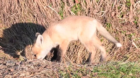 Red fox in the wild Video stock 150980803