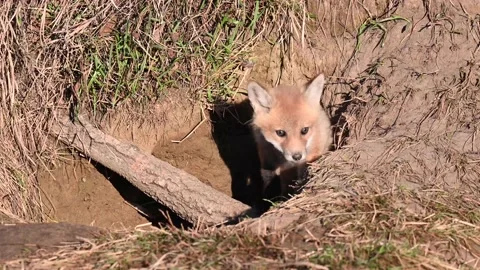 Red fox in the wild Stock Footage 150980806