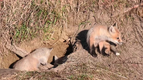 Red fox in the wild Video stock 150980814