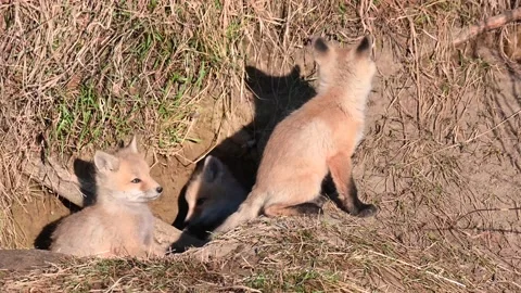Red fox in the wild Stock Footage 150980817