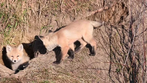 Red fox in the wild Stock Footage 150980822
