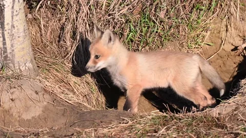 Red fox in the wild Stock Footage 150980830
