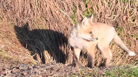 Red fox in the wild Stock Footage 150980835