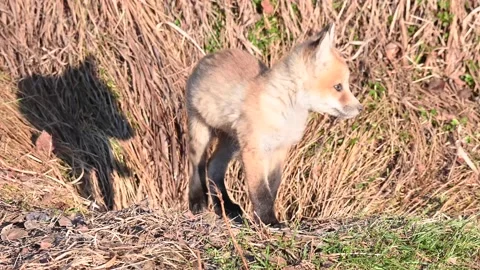 Red fox in the wild Stock Footage 150980839
