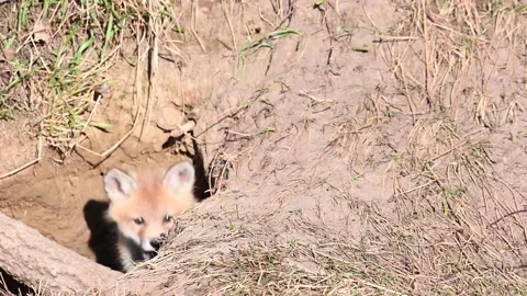 Red fox in the wild Vídeo Stock 150980845