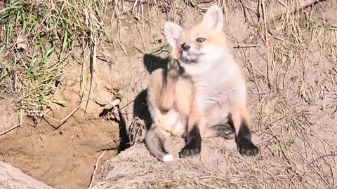 Red fox in the wild Vídeo Stock 150980852