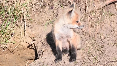 Red fox in the wild Stock Footage 150980855