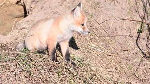 Red fox in the wild Video stock 150980867