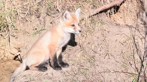 Red fox in the wild Видео 150980873