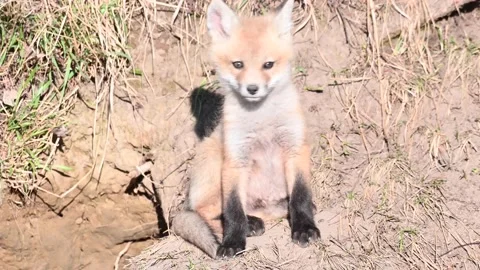Red fox in the wild 動画素材 150980874