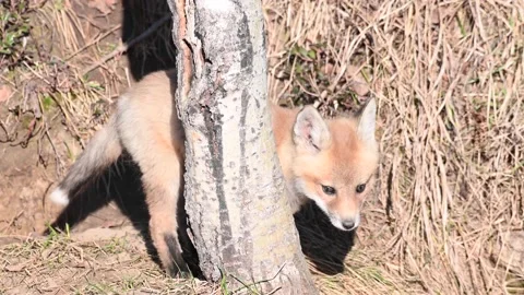 Red fox in the wild Stock Footage 150980894