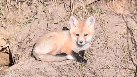 Red fox in the wild 動画素材 150980896