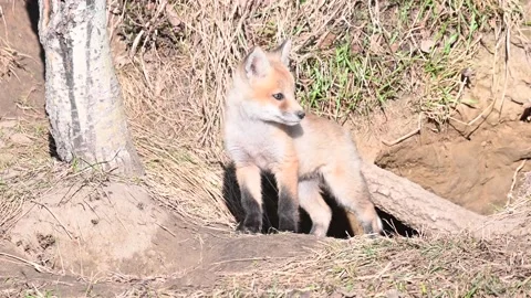 Red fox in the wild Stock Footage 150980908
