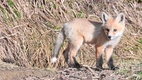 Red fox in the wild Stock Footage 150980909