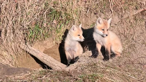 Red fox in the wild Video stock 150980930
