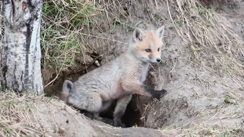 Red fox in the wild Видео 150980934