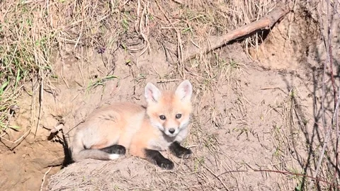 Red fox in the wild Stock Footage 150980943
