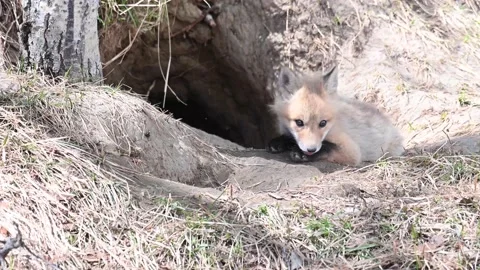Red fox in the wild Stock Footage 150980953