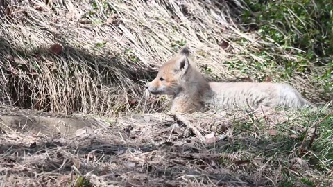 Red fox in the wild Stock Footage 150980955