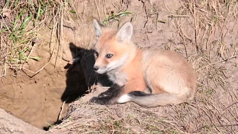 Red fox in the wild Stock Footage 150980960