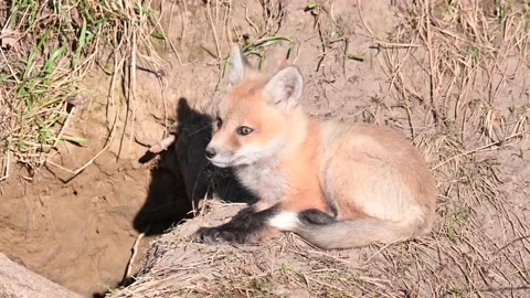 Red fox in the wild 動画素材 150980961