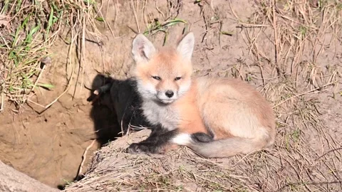 Red fox in the wild Stock Footage 150980969