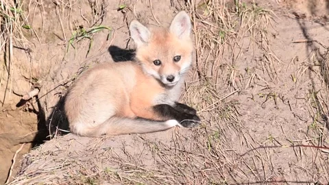 Red fox in the wild Stock Footage 150980978