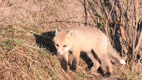 Red fox in the wild Stock Footage 150980985