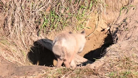 Red fox in the wild Stock Footage 150980991