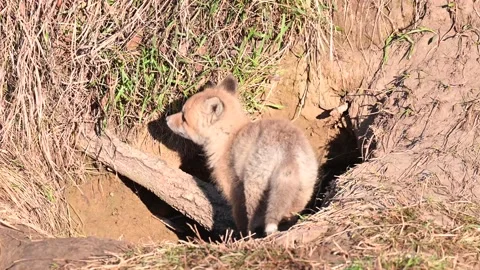 Red fox in the wild Video stock 150981000