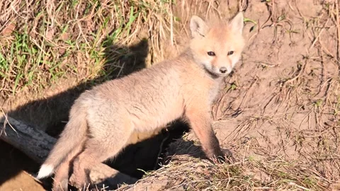 Red fox in the wild Stock Footage 150981007