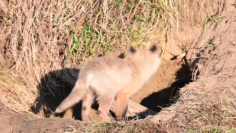 Red fox in the wild Stock Footage 150981014