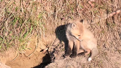 Red fox in the wild Stock Footage 150981016