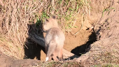 Red fox in the wild Stock Footage 150981020