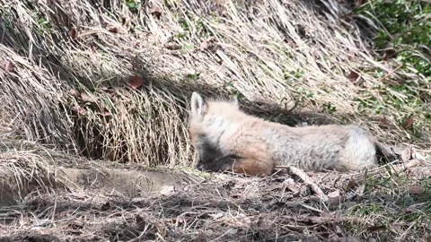 Red fox in the wild Stock Footage 150981026