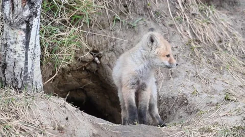 Red fox in the wild Видео 150981036