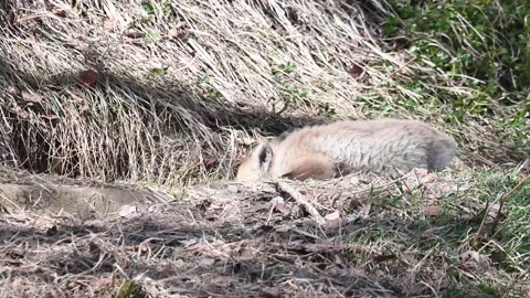 Red fox in the wild Stock Footage 150981051