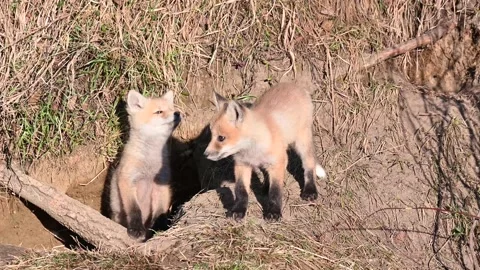 Red fox in the wild Stock Footage 150981056