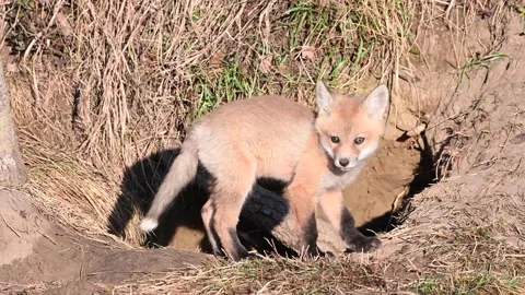 Red fox in the wild Stock Footage 150981063