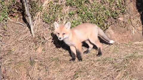 Red fox in the wild Stock Footage 150981065