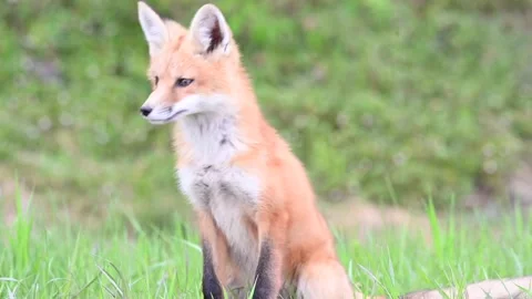 Red fox in the wild Stock Footage 150981079