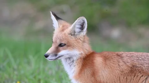 Red fox in the wild Stock Footage 150981084