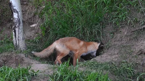 Red fox in the wild Stock Footage 150981093