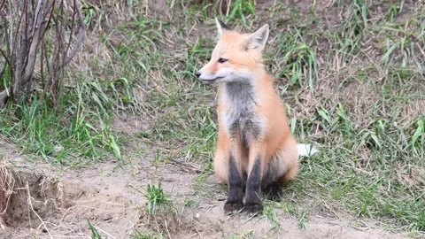 Red fox in the wild Stock Footage 150981095