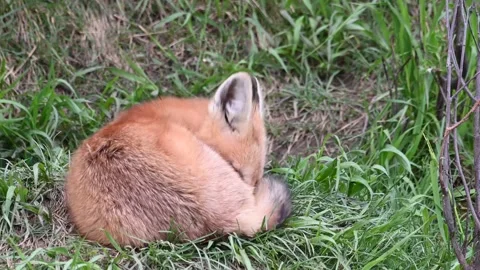 Red fox in the wild Stock Footage 150981121