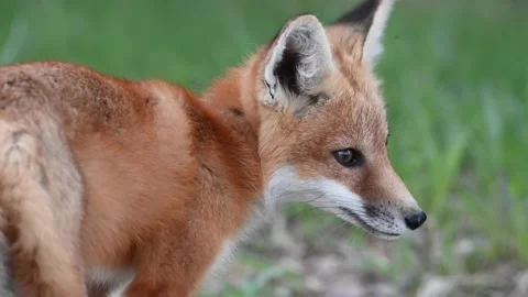 Red fox in the wild Stock Footage 150981123