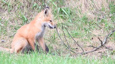 Red fox in the wild Stock Footage 150981141