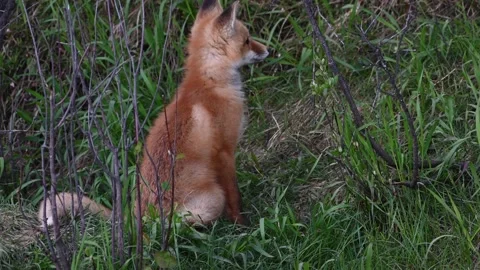 Red fox in the wild Видео 150981150