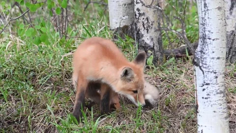 Red fox in the wild Stock Footage 150981155